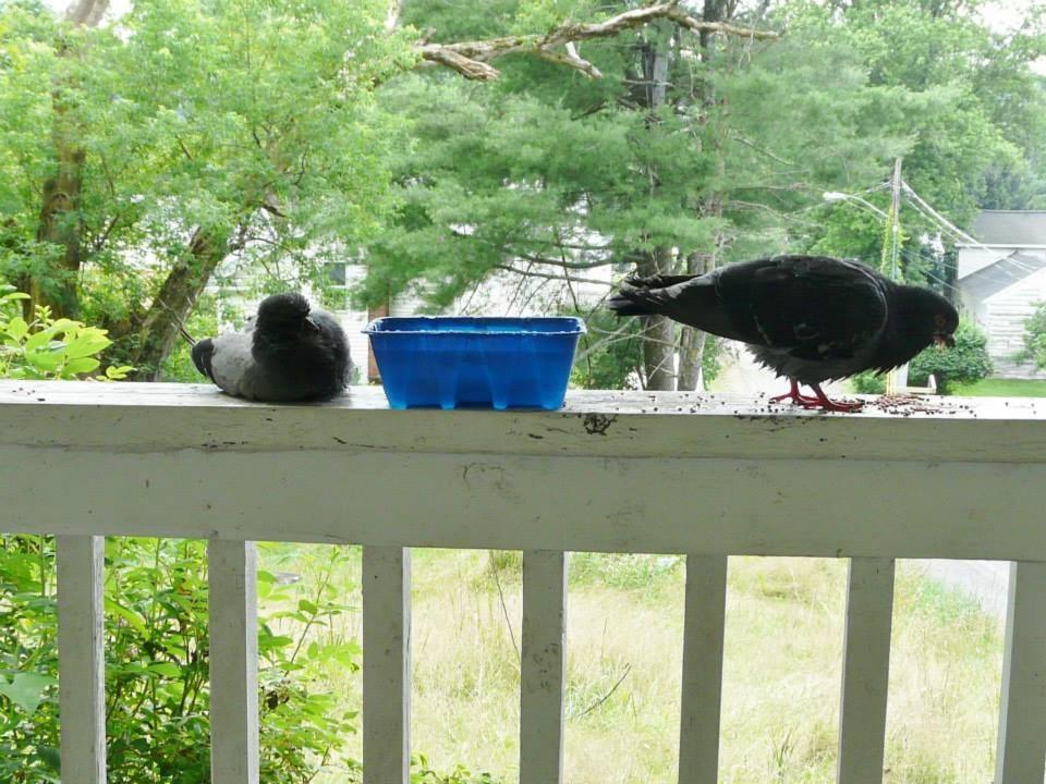 Kountry Living Bed And Breakfast 오네온타 외부 사진